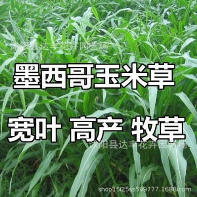 批发墨西哥玉米草种子牧草种子产量高口感好鸡鸭鹅牛羊猪马驴兔鱼图2