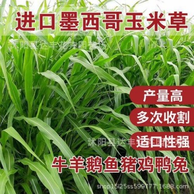 批发墨西哥玉米草种子牧草种子产量高口感好鸡鸭鹅牛羊猪马驴兔鱼图3