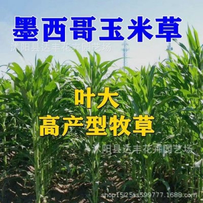 批发墨西哥玉米草种子牧草种子产量高口感好鸡鸭鹅牛羊猪马驴兔鱼图4