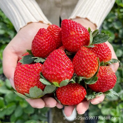 批发草莓种子水果种子草莓苗奶油草莓红颜质优价低当年新种 芽率高图1