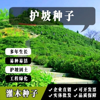灌木种子紫穗槐刺槐多花木兰胡枝子葛藤荒山复绿草种护坡固土草籽图3