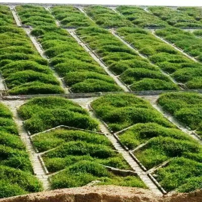 灌木种子紫穗槐刺槐多花木兰胡枝子葛藤荒山复绿草种护坡固土草籽图5