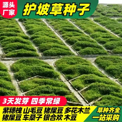 灌木种子紫穗槐刺槐多花木兰胡枝子葛藤荒山复绿草种护坡固土草籽