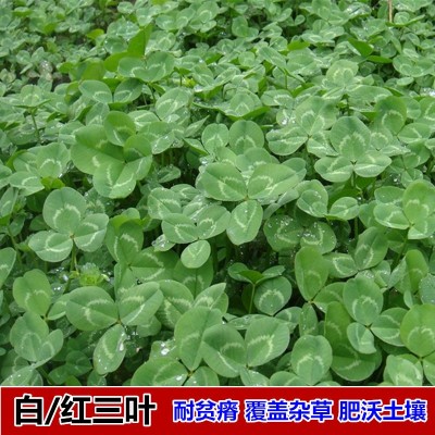 白三叶草种子红三叶草种公路绿化种果园绿肥车轴草草籽种四季常绿图3
