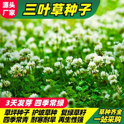 白三叶草种子红三叶草种公路绿化种果园绿肥车轴草草籽种四季常绿图2