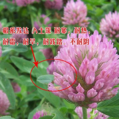白三叶草种子红三叶草种公路绿化种果园绿肥车轴草草籽种四季常绿图4