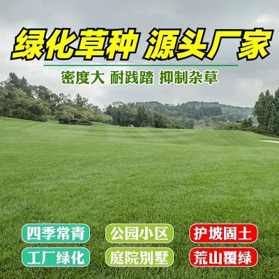 草坪种子黑麦草草种子狗牙根混播夏季护坡百慕大早熟禾绿化草籽图3