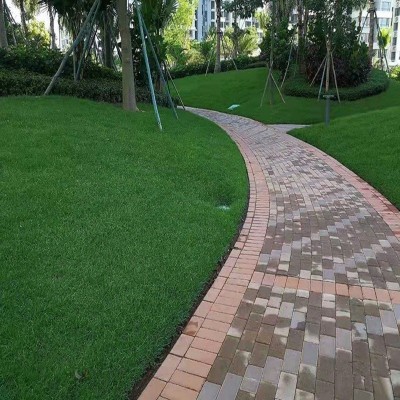 草坪种子黑麦草草种子狗牙根混播夏季护坡百慕大早熟禾绿化草籽图5