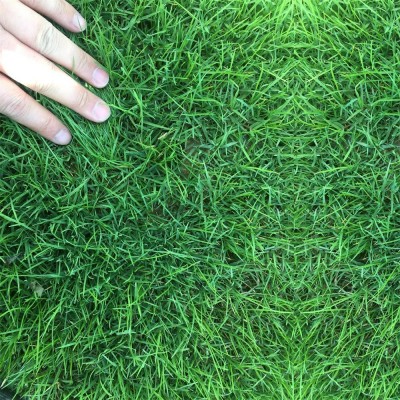 草坪种子黑麦草草种子狗牙根混播夏季护坡百慕大早熟禾绿化草籽图4