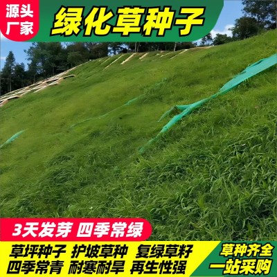 四季青草种子绿化工程草籽狗牙根草坪种子护坡高羊茅复绿黑麦草