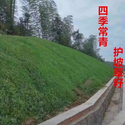 四季青草种子绿化工程草籽狗牙根草坪种子护坡高羊茅复绿黑麦草图4