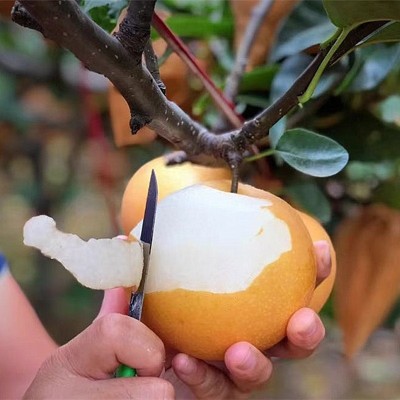 秋月梨树苗特大嫁接果苗阳台盆栽果树活苗地栽南北方种植当年结果图4