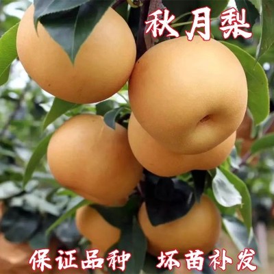 秋月梨树苗特大嫁接果苗阳台盆栽果树活苗地栽南北方种植当年结果图3