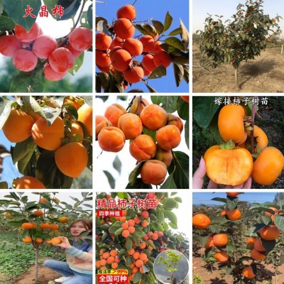 嫁接柿子树苗南方北方种植柿子苗地栽四季种易活当年结果果树苗图5