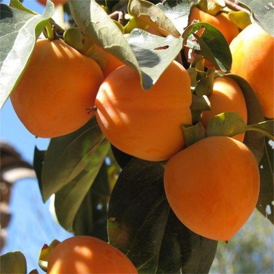 嫁接柿子树苗南方北方种植柿子苗地栽四季种易活当年结果果树苗图2