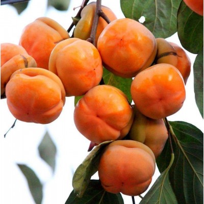 嫁接柿子树苗南方北方种植柿子苗地栽四季种易活当年结果果树苗图3