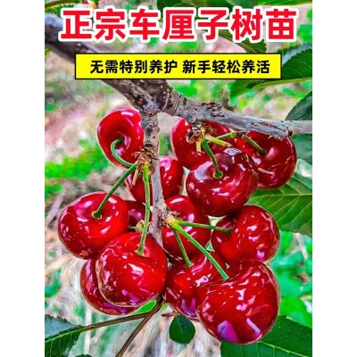车厘子树苗樱桃树苗南方北方种植盆栽庭院果树矮化樱桃树大樱桃苗图4