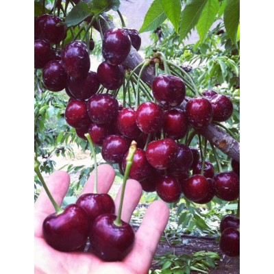 车厘子树苗樱桃树苗南方北方种植盆栽庭院果树矮化樱桃树大樱桃苗图5