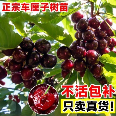 车厘子树苗樱桃树苗南方北方种植盆栽庭院果树矮化樱桃树大樱桃苗图2