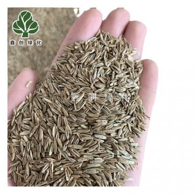 多年生黑麦草种籽四倍体黑麦草种子耐寒耐旱牧草鸡鸭鹅牛羊鱼草籽图5