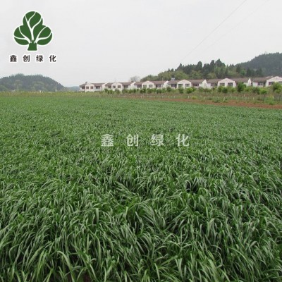 多年生黑麦草种籽四倍体黑麦草种子耐寒耐旱牧草鸡鸭鹅牛羊鱼草籽图3