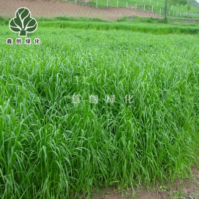 多年生黑麦草种籽四倍体黑麦草种子耐寒耐旱牧草鸡鸭鹅牛羊鱼草籽图4