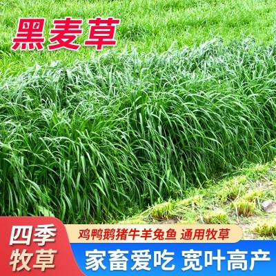 多年生黑麦草种籽四倍体黑麦草种子耐寒耐旱牧草鸡鸭鹅牛羊鱼草籽