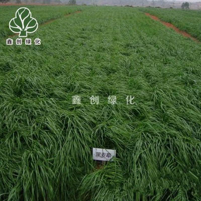多年生黑麦草种籽四倍体黑麦草种子耐寒耐旱牧草鸡鸭鹅牛羊鱼草籽图2