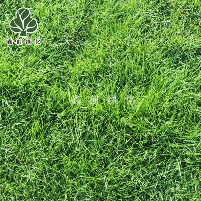 草坪种子狗牙根草籽四季青蓝标黑麦草宽叶草种白三叶高羊茅剪股颖图2