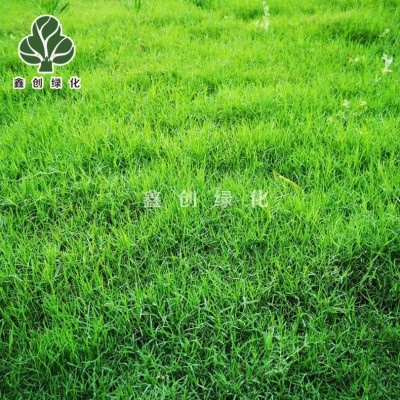 草坪种子狗牙根草籽四季青蓝标黑麦草宽叶草种白三叶高羊茅剪股颖图3
