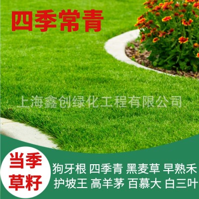 草坪种子狗牙根草籽四季青蓝标黑麦草宽叶草种白三叶高羊茅剪股颖