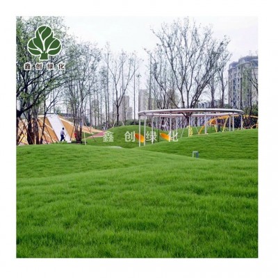 草坪种子狗牙根草籽四季青蓝标黑麦草宽叶草种白三叶高羊茅剪股颖图5