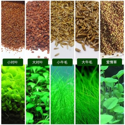 鱼缸造景速成前景水草种子大牛毛小牛毛迷你对叶草幸运草爱情草种图5