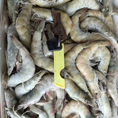 批发 厄瓜多尔白虾盐冻虾进口 桑塔南美对虾海水虾商用可 一件代图4