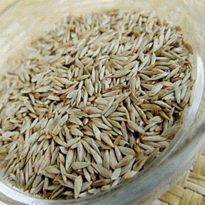 熟生菜子 白生菜籽 生菜籽 菜籽图1