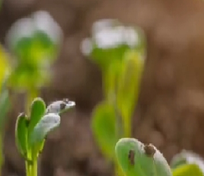 蔬菜种植