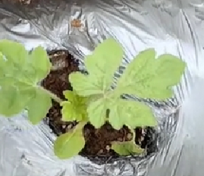 楼顶菜园地方小 种植爬藤瓜果都是采用吊蔓的方法 西瓜也不例外