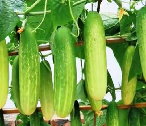 黄瓜种植并不难，跟我做好这几步，一根藤能结几十个瓜！