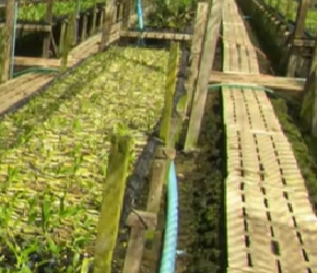 兰花的种植生产，全程无需用到土壤，仅需用椰壳进行培养就可以。