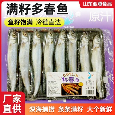 冷冻托盘多春鱼批发新鲜野生带籽多春鱼水产母体海鲜满籽多春鱼图3