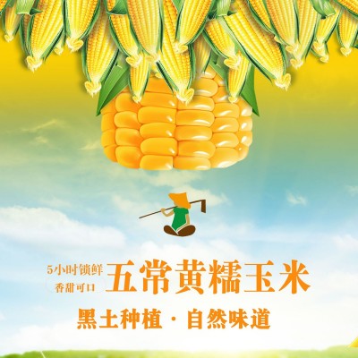 东北黄糯玉米每箱10穗装5小时锁鲜真空包装厂家直发图5