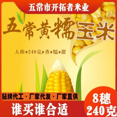 东北黄糯玉米每箱10穗装5小时锁鲜真空包装厂家直发图1