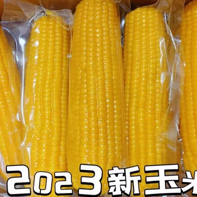 东北五常黄糯白玉米8根200克大棒甜玉米粘黏苞米粗粮真空包装图3