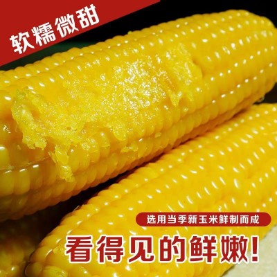 东北五常黄糯白玉米8根200克大棒甜玉米粘黏苞米粗粮真空包装图2