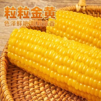 东北五常黄糯白玉米8根200克大棒甜玉米粘黏苞米粗粮真空包装图5