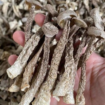云南特产鹿茸菇干货 厂家批发食用菌鹿茸菌干货批发 产地货源图5