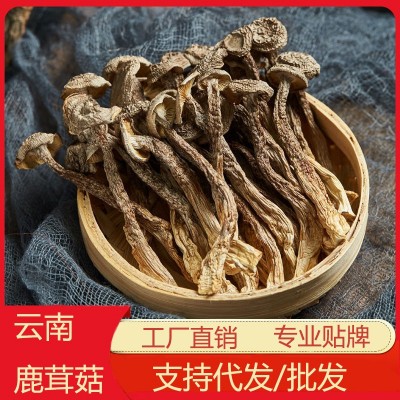 云南特产鹿茸菇干货 厂家批发食用菌鹿茸菌干货批发 产地货源图2