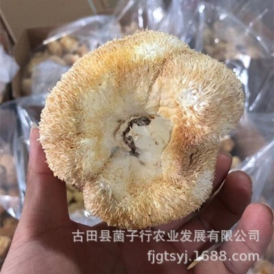 厂家直供古田新货猴头菇干货批发散装新鲜食用菌餐饮酒店食材图2