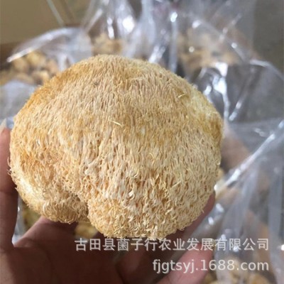 厂家直供古田新货猴头菇干货批发散装新鲜食用菌餐饮酒店食材