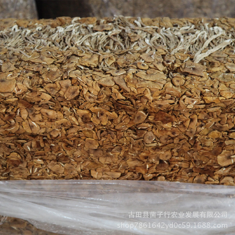 茶树菇5 拷贝